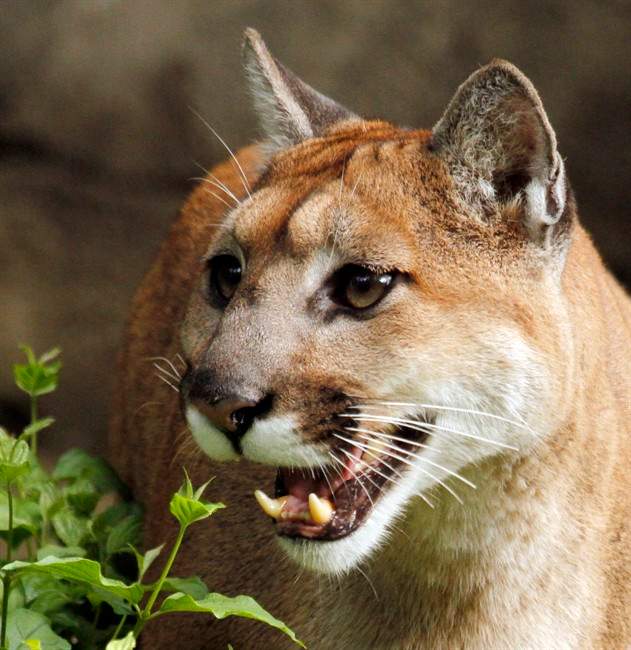 FILE: A cougar is pictured in Portland, Ore., Sept. 8, 2010. 