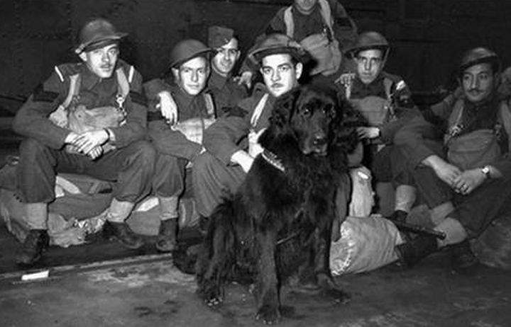 A photo of Gander, a Newfoundland dog whose actions saved the lives of Canadian infantrymen during the Battle of Lye Mun in December 1941.
