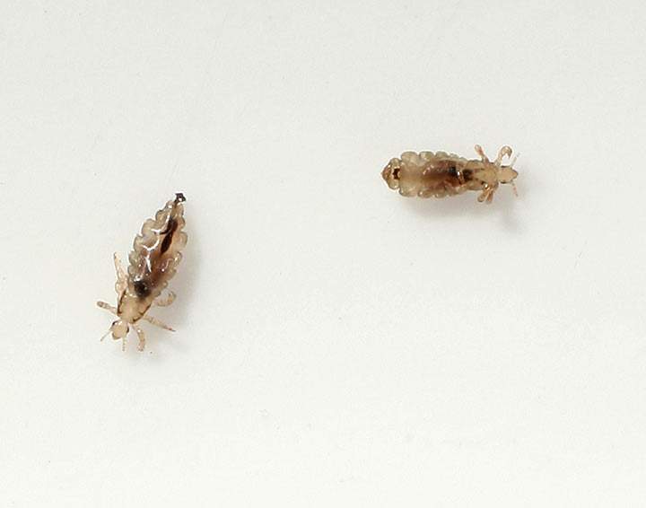 Two head lice (Pediculus humanus capitis) crawl on a piece of paper.