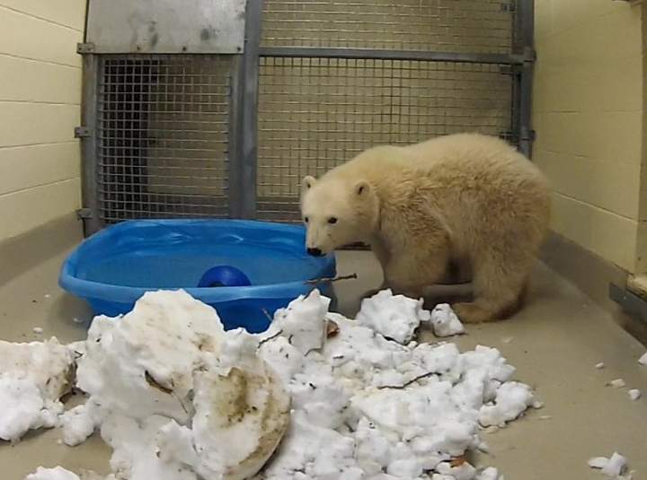 Kaska enjoys some snow at the Assiniboine Park Zoo.