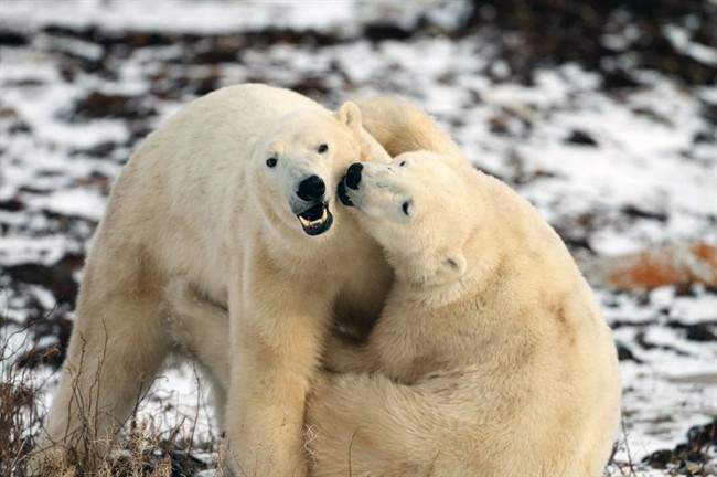 Polar bears on the Hudson Bay’s southwestern shore in Manitoba. (AP Photo/Explore.org)