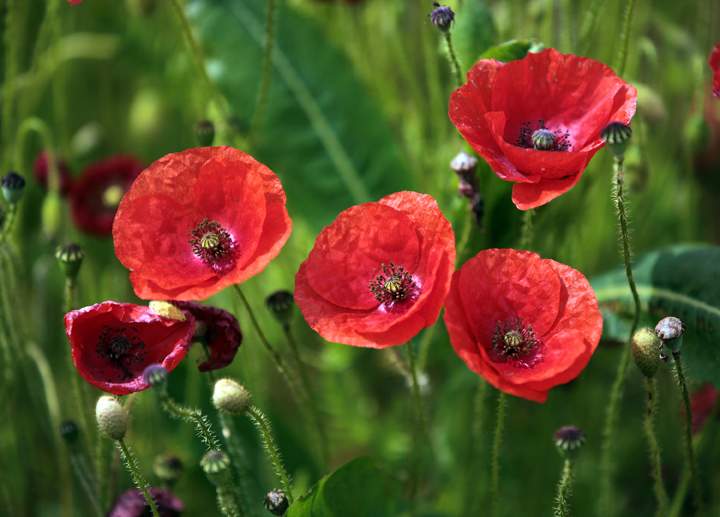 Remembrance Day ceremonies will be held across Winnipeg starting Friday.