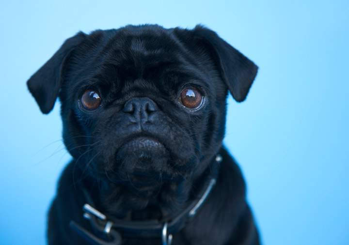 A stock photo of a dog. 