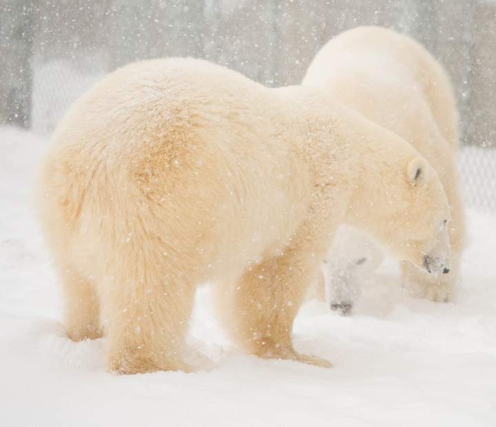 Hudson and Storm check each other out for the first time Wednesday at the Assiniboine Park Zoo.