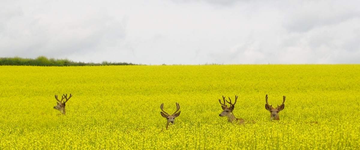 File photo of deer in B.C. 