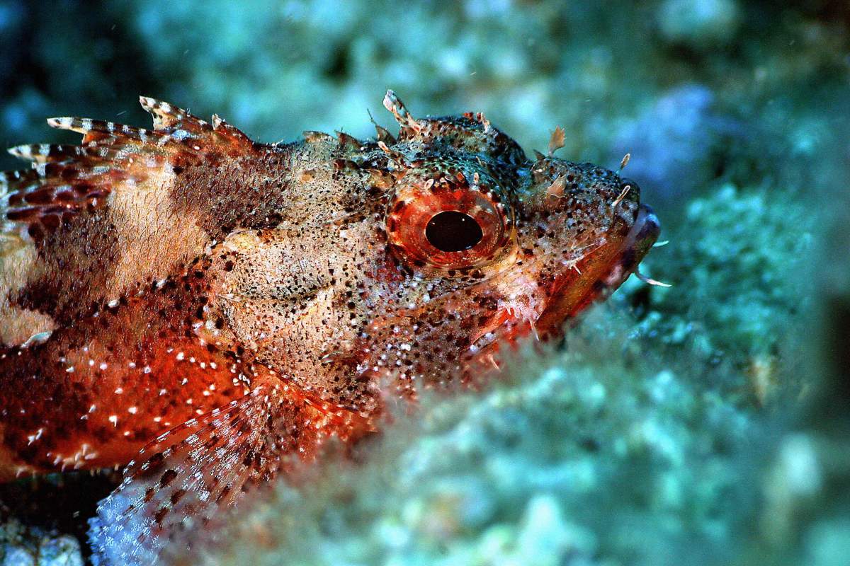 KAS, TURKEY:  A Rockfish (Scorpaena Notata ) from the Scorpaenidae family is searching around for its next victim in the depth of Mediterranean sea, in Kas. 12 February 2005. 