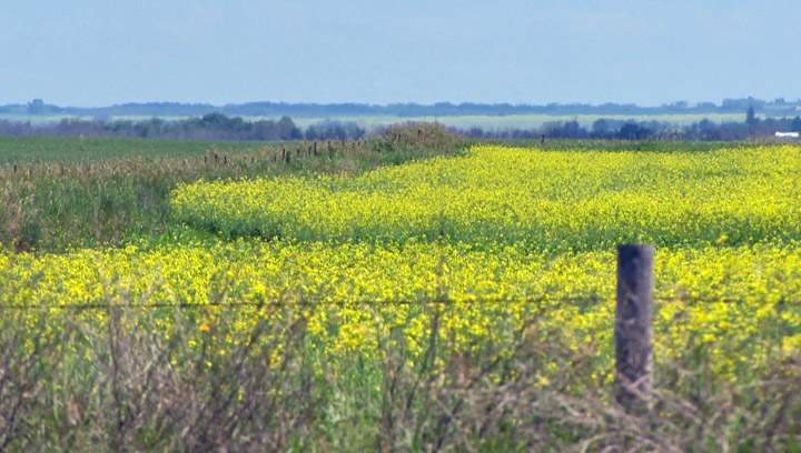 Record canola crop for Saskatchewan in 2013; Alberta sets new record for wheat production.