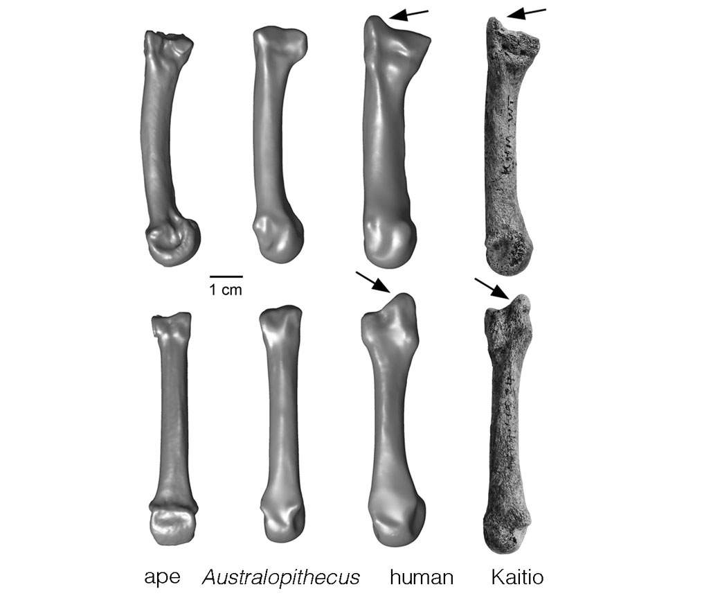 The evolution of the styloid process (each bone seen from two angles). Kaitio was the site of the find. (University of Missouri)