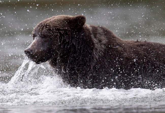 A grizzly bear fishes along a river in Tweedsmuir Provincial Park near Bella Coola, B.C.