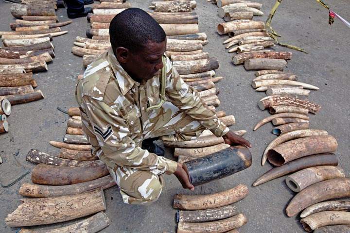 A Kenya Wildlife Service (KWS) Ranger inspects a confiscated ivory consignment at the Mombasa Port on October 8, 2013. 