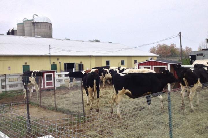 Over 100 cows were saved from certain death in a fire at McGill University’s Macdonald Campus in Ste-Anne-de-Bellevue on October 31, 2013.