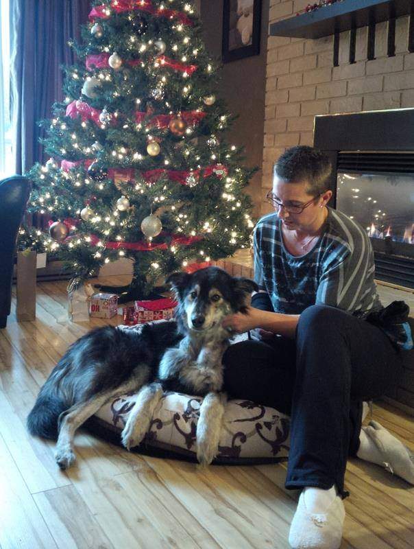 A full belly on a bed by a blazing fire in front of a Christmas tree, life has turned around for Molly!