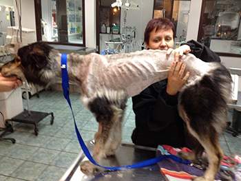 Molly was so thin when she was rescued it is a miracle she is still alive.