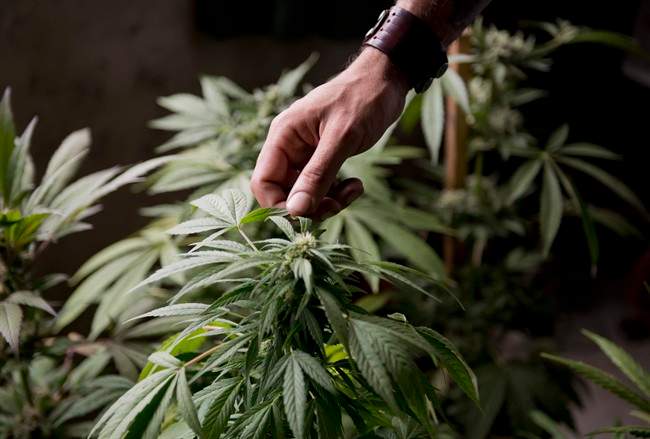 Marcelo Vazquez, a marijuana grower, checks the leaves of his marijuana plants on Dec. 9, 2013. (File photo).
