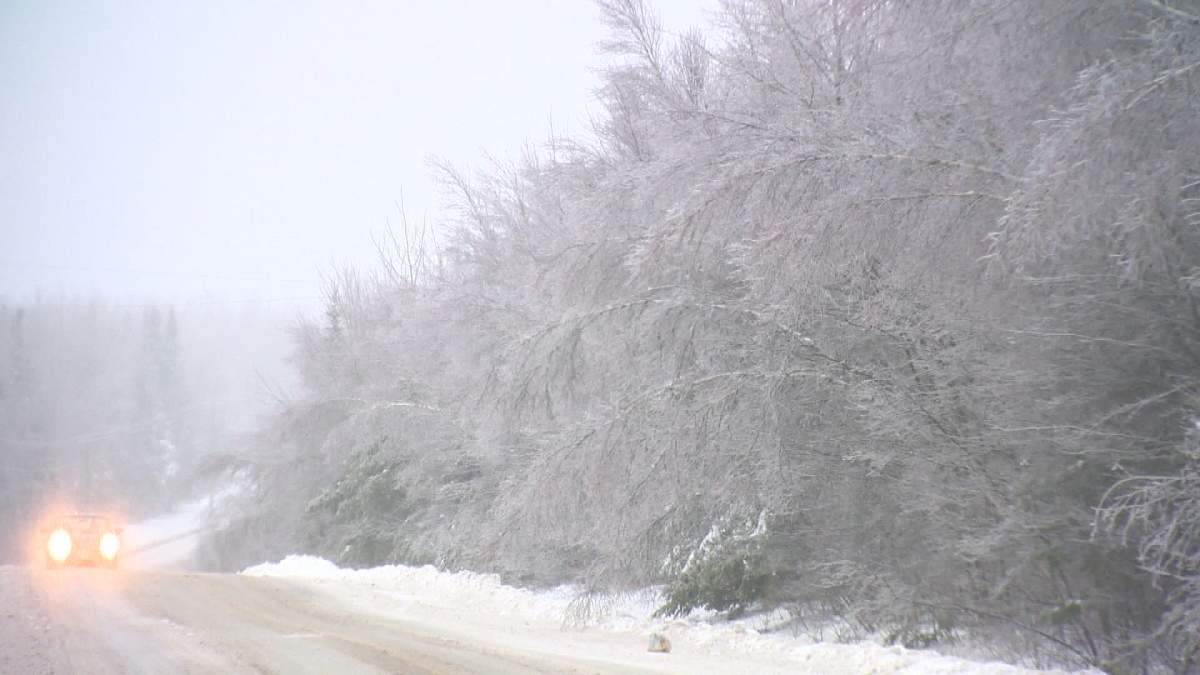 Trees bend under the weight of ice, following two days of freezing rain near Fredericton, New Brunswick.