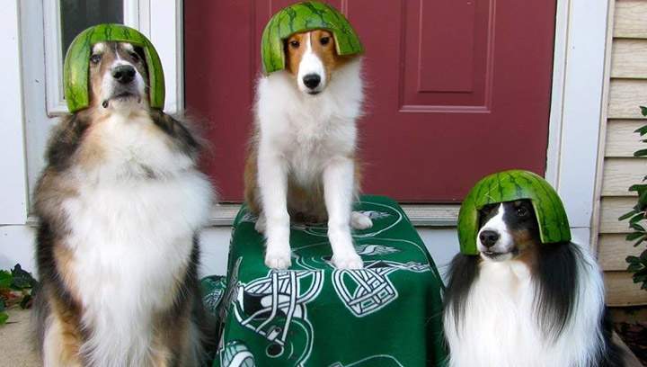 Nov. 17 - This photo comes from Dayna Dreger with the following caption: Hey Global! I'm originally from Saskatoon, but moved to Maryland, USA just over a year ago. Still a HUGE Rider fan - GO RIDERS GO!!
