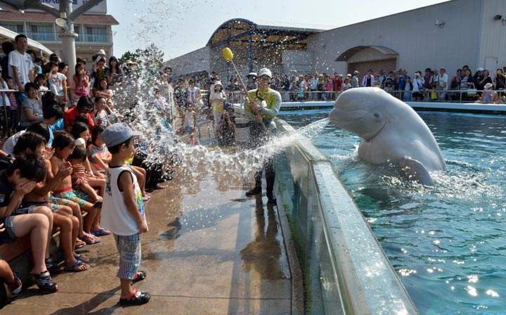 A beluga whale sprays water onto visitors at the Hakkeijima Sea Paradise aquarium in Tokyo. (Yoshikazu Tsuno/AFP/Getty Images)