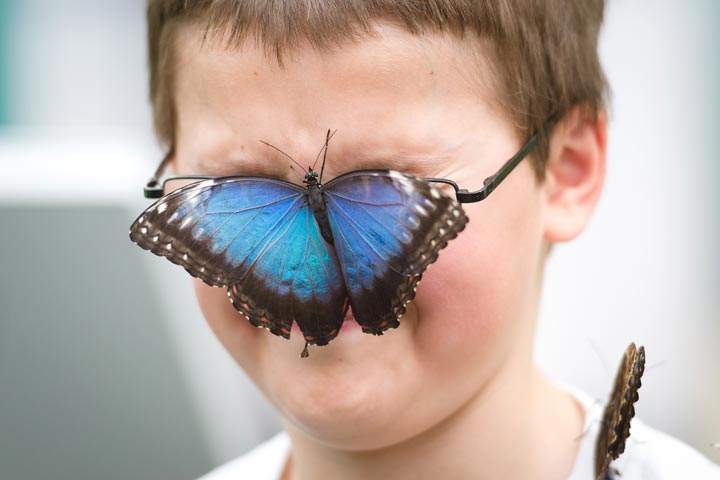 A boy poses with a butterfly on his face at the Natural History Museum in central London. (Leon Neal/AFP/Getty Images)