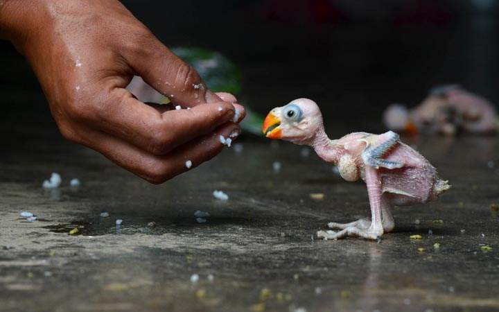 A parrot hatchling is fed by hand in Dimapur, India. (Stringer/AFP/Getty Images)