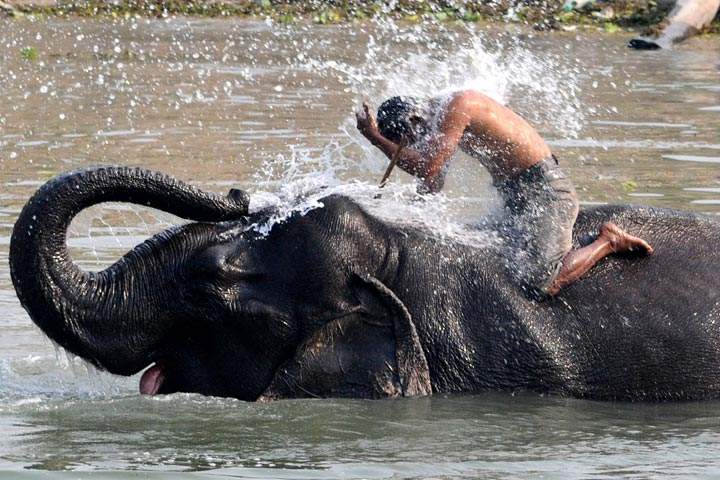 A man receives a dousing from an elephant at the Pobitora Wildlife Sanctuary in India. (Biju Boro/AFP/Getty Images)
