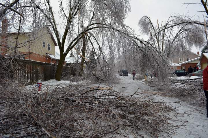 Trees damaged on Primrose Crescent in Brampton, Ontario. December 23, 2013