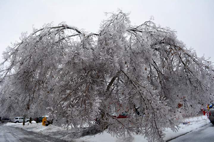 Trees damaged on Primrose Crescent in Brampton, Ontario. December 23, 2013