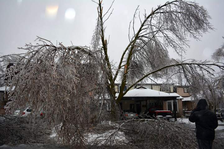 Trees damaged on Primrose Crescent in Brampton, Ontario. December 23, 2013