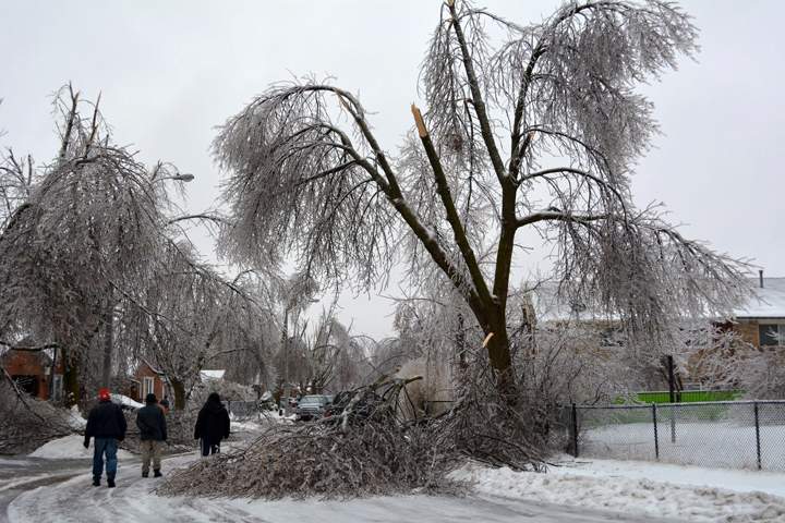 Trees damaged on Primrose Crescent in Brampton, Ontario. December 23, 2013