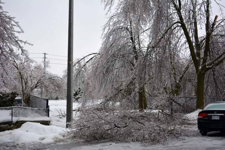 Trees damaged on Primrose Crescent in Brampton, Ontario. December 23, 2013