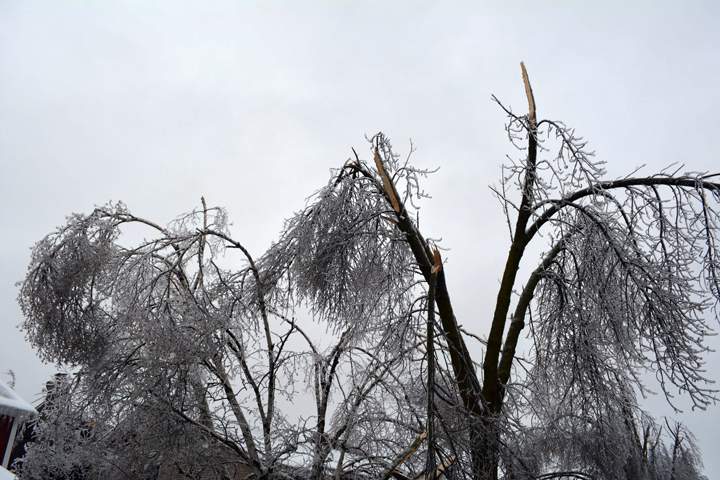 Trees damaged on Primrose Crescent in Brampton, Ontario. December 23, 2013