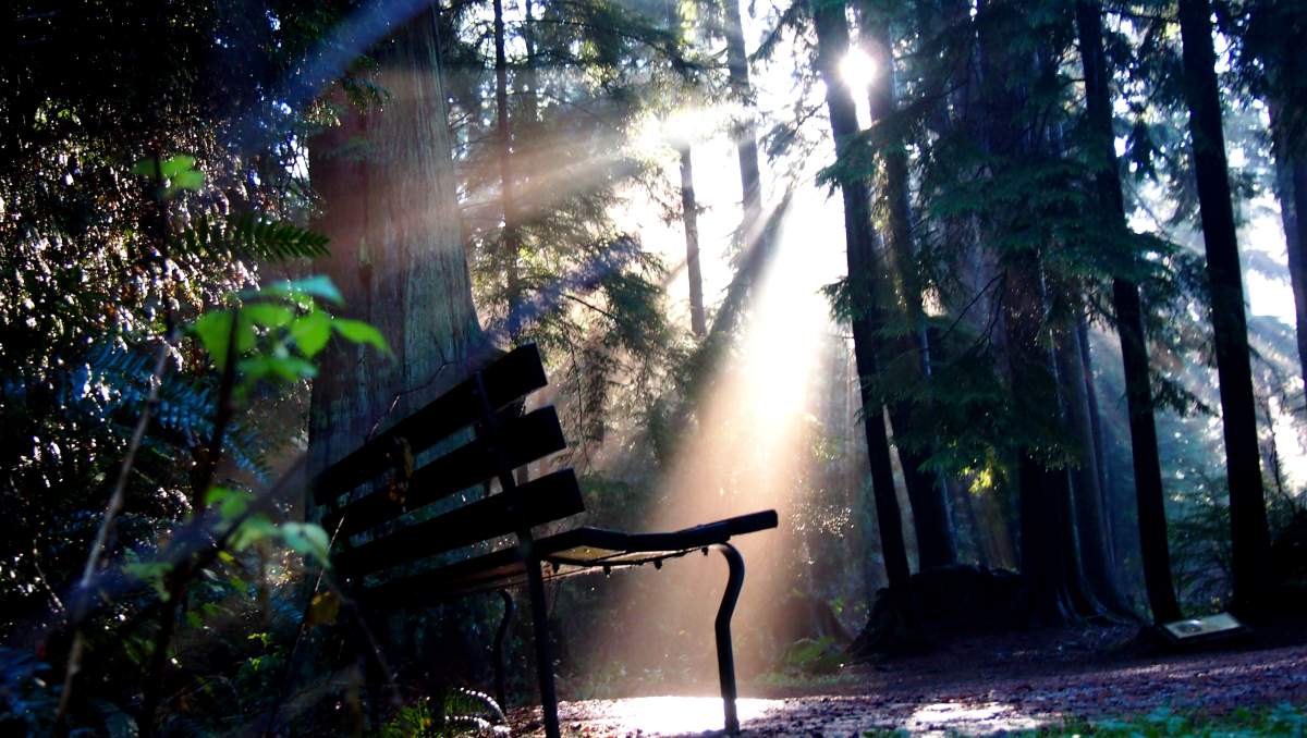 Steve Burgess - Stanley Park.
