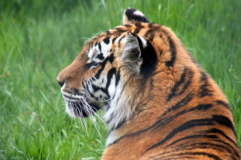 Sweetie the Siberian Tiger had to be put down due to ongoing health issues.