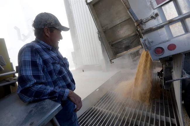 A farmer watches a load of corn delivered to a grain elevator. It's estimated that more than 75 per cent of all food products sold in Canada contain at least one GM ingredient.