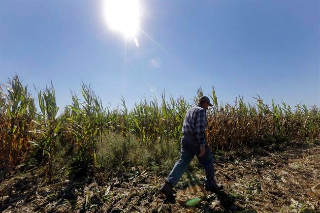 The Health Canada Pest Management Regulatory Agency (PMRA ) draft report suggests that soy farmers could experience a net economic loss of 0.4 per cent and corn farmers could face a 3.6 per cent loss if neonics were banned across Canada.