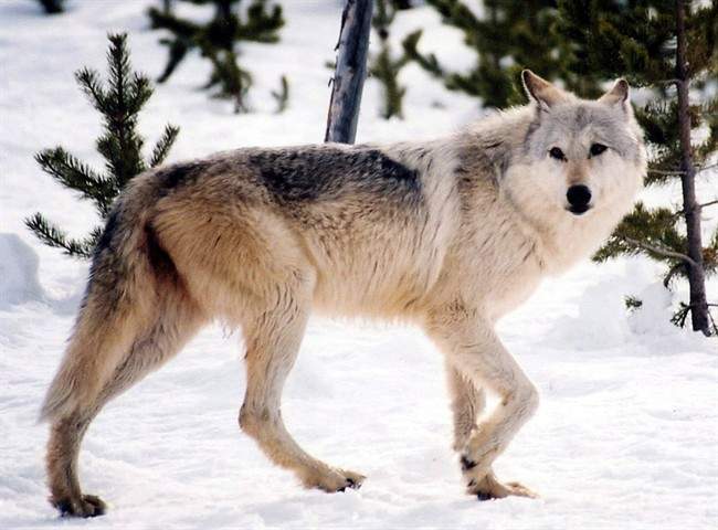 This undated file image provided by Yellowstone National Park, Mont., shows a grey wolf in the wild. 