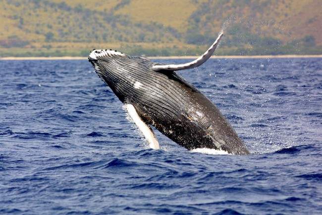 A humpback whale jumps out of the waters off Hawaii in this undated photo.
