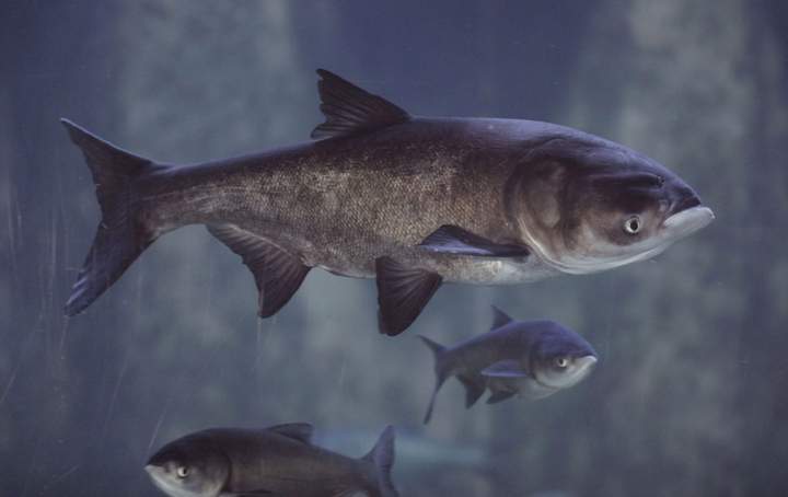 FILE - In this Jan. 12, 2010 file photo, Asian bighead carp swim in an exhibit at Chicago's Shedd Aquarium. 
