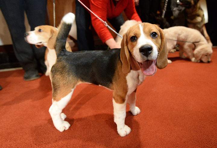 A Beagle poses as the 2013 most popular dog breeds in the US are unveiled to the press at the American Kennel Club in New York on January 31, 2014.