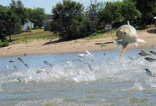 In this June 13, 2012 photo an Asian carp, jolted by an electric current from a research boat, jumps from the Illinois River near Havana, Ill., during a study on the fish's population. 