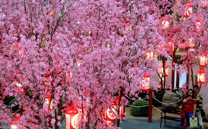A couple takes pictures in front of Chinese plum blossoms trees decoration in Kuala Lumpur, Malaysia, Tuesday, Jan. 28, 2014. (Photo credit: Daniel Chan/AP Photo)