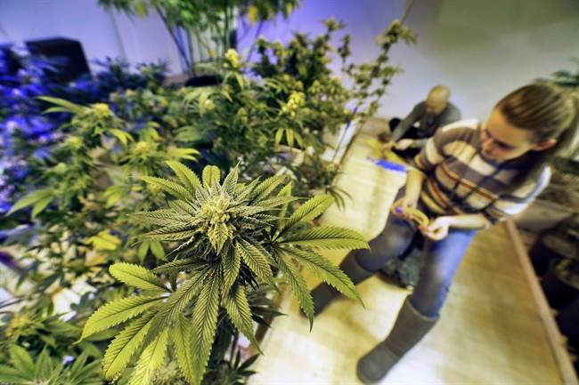 Colorado marijuana