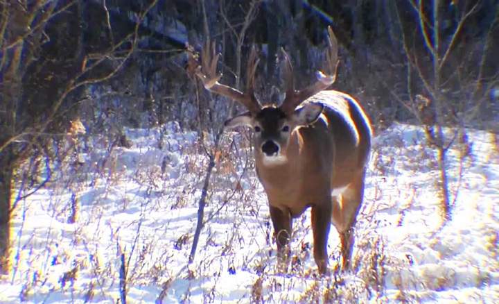 A man was arrested for illegally hunting deer at night in Northumberland County.