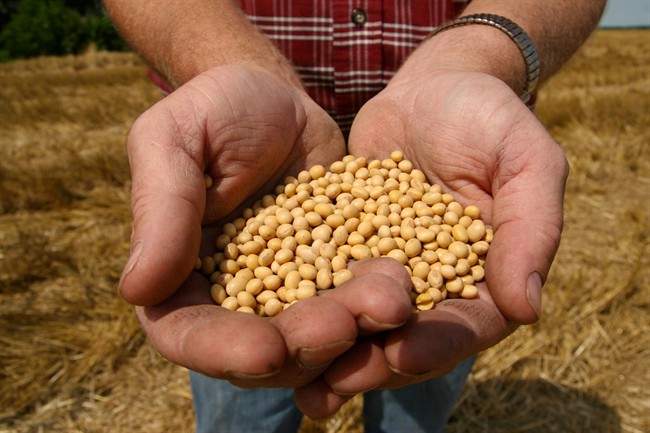 FILE - Soy Canada executive director Ron Davidson says the 25 per cent levy on U.S. goods could create some opportunities for Canadian exporters but also force Canada to defend sales to 69 other countries.