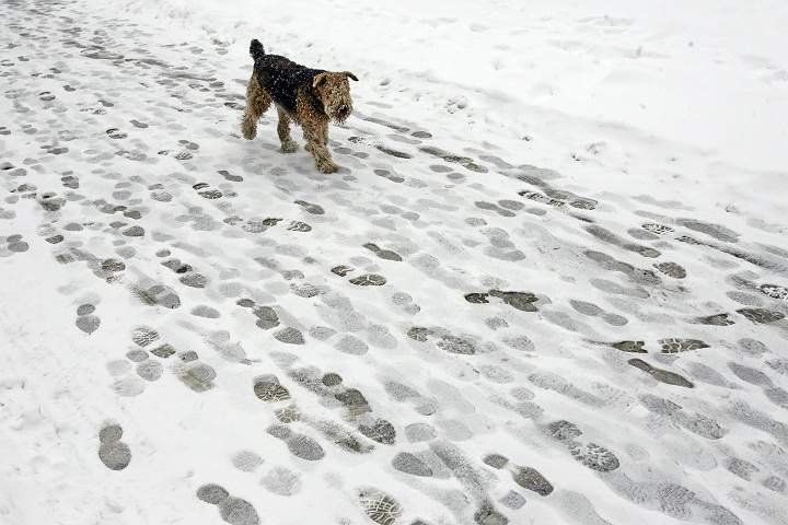 This walk may cause irritation on Fido’s paws. Andrej Isakovic/Getty Images