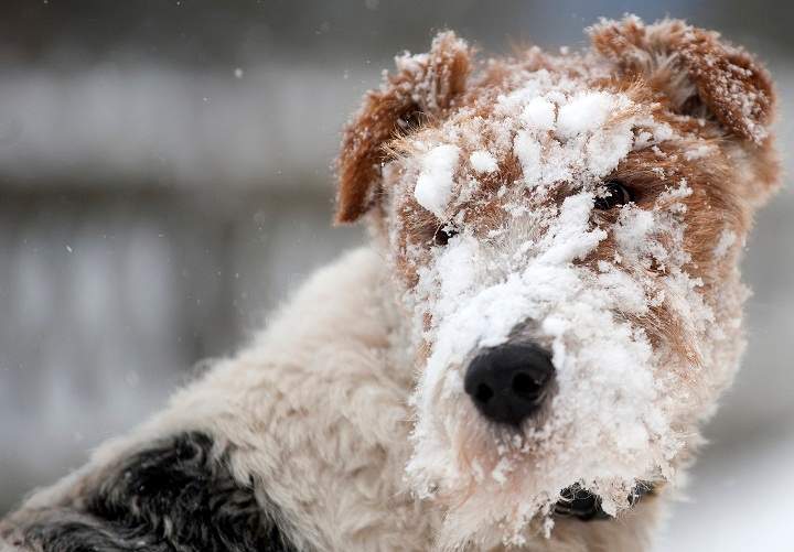 A fine snow covers a dog playing on the snow on December 30, 2011 in Oberhof, eastern Germany.