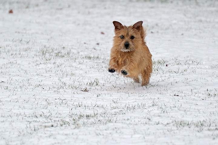 How to keep pet dogs happy and healthy in the winter - image