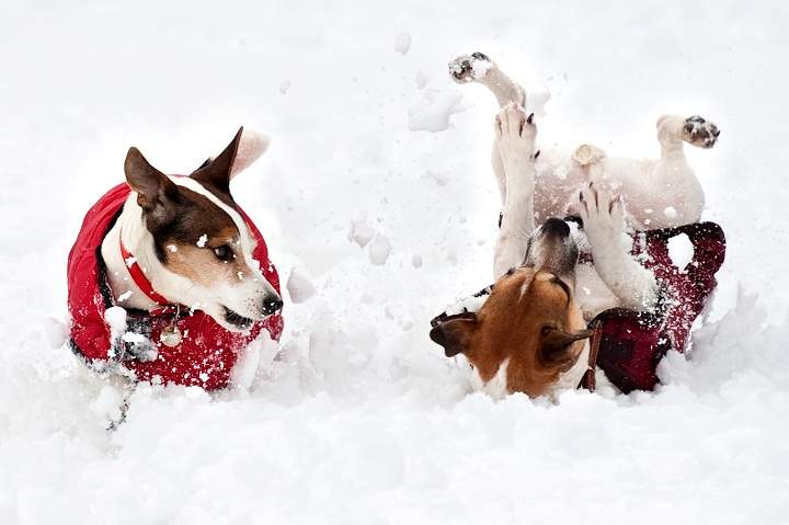 Dogs play in the snow on the Sandringham estate in Norfolk on February 5, 2012.