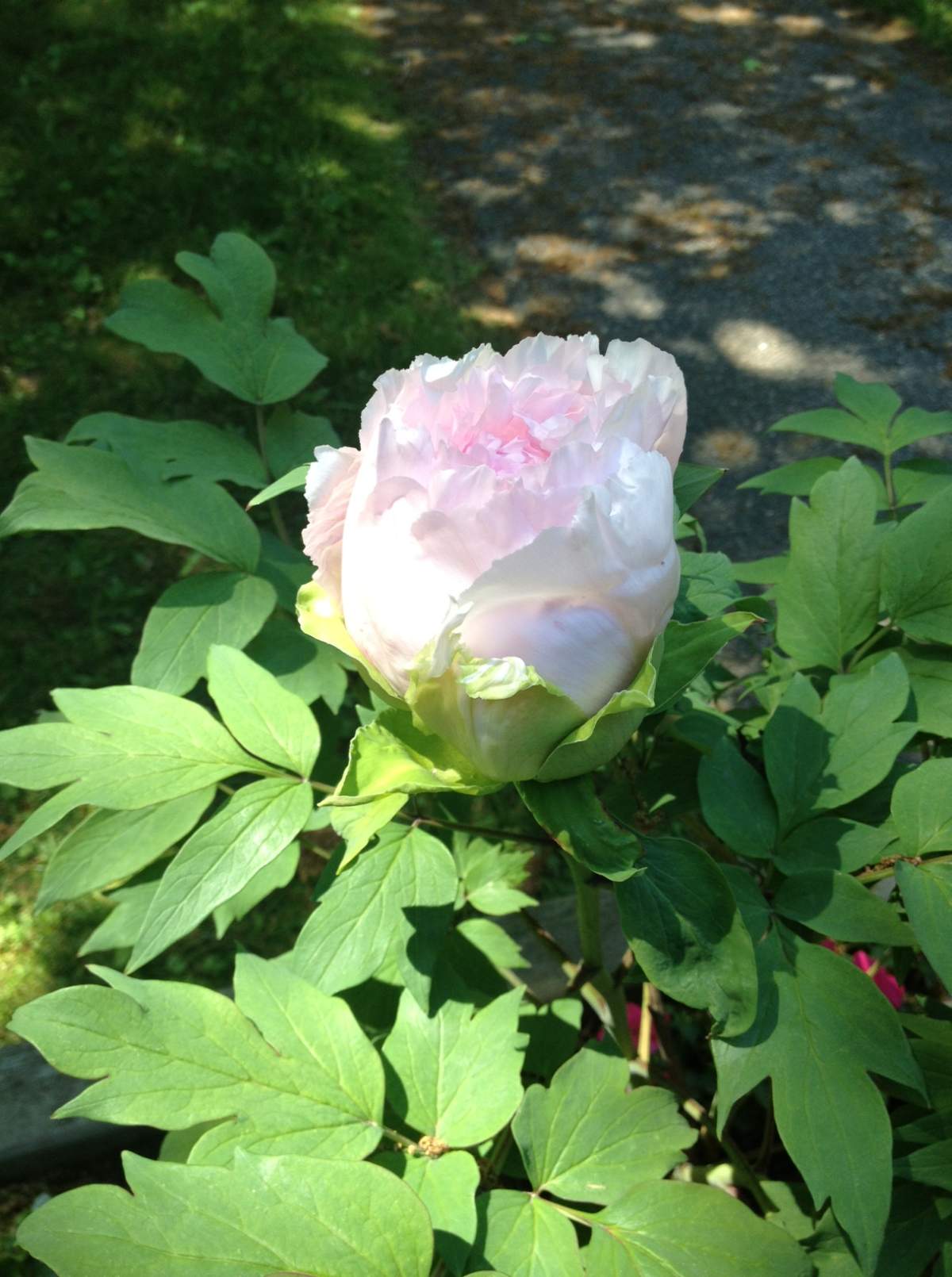 Flower in bloom