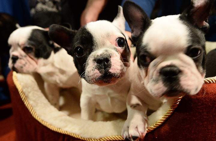 This picture of French Bulldog puppies might give you a good idea as to why the breed is gaining in popularity.