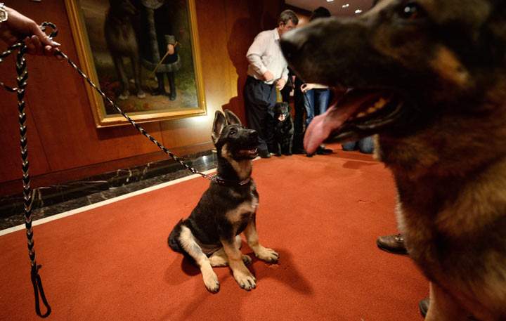 A puppy and adult German Shepherd stand as the 2013 most popular dog breeds in the US are unveiled to the press at the American Kennel Club in New York on January 31, 2014.